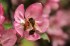 Crab Apple Blossom with Bee